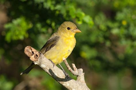 Female Scarlet Tanager (Piranga olivacea) | Scarlet tanager, Animals, Birds