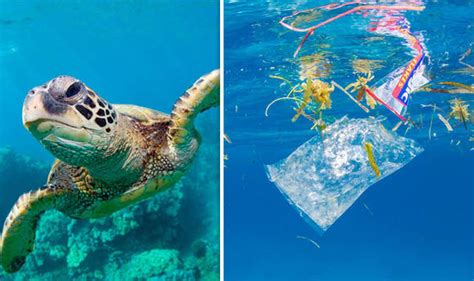 Turtle TRAGEDY as plastic pollution damages wildlife | Nature | News | Express.co.uk