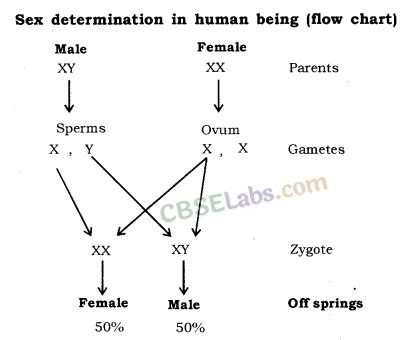 Heredity Diagram