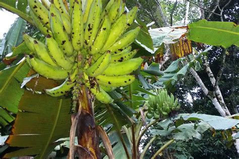 Bananas & Plantains | Royal Tropical Farm Gems of Millennia