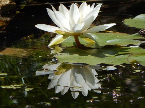 Water Lily Pond Flower - Free photo on Pixabay - Pixabay