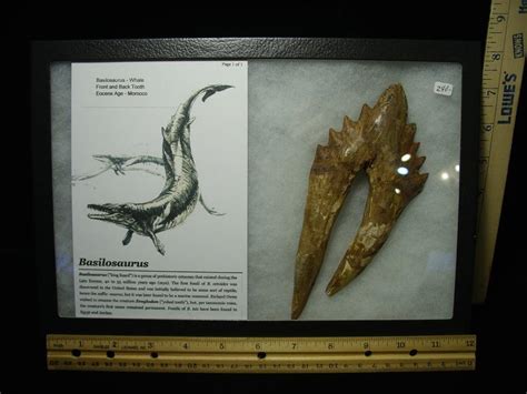 Basilosaurus Fossil Tooth (021420a) - The Stones & Bones Collection