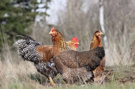 Bielefelder Chicken | Rare & Heritage Chickens | Bellingham Washington