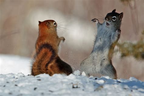 Fighting squirrels look like they’re dancing to Michael Jackson