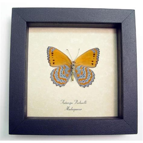 Asterope pechuelli Verso - Orange Lavender Butterfly - Framed Butterfly