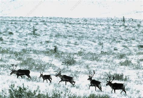 Reindeer herd - Stock Image - Z952/0016 - Science Photo Library