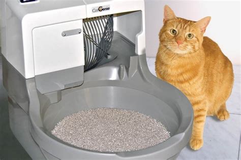 How To Control Litter Box Odor! - Land of Cats