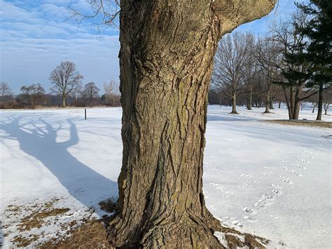 Acer saccharum