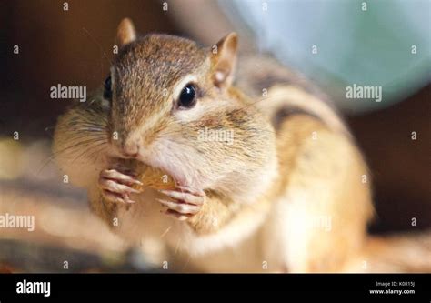 Image of a cute funny chipmunk eating something Stock Photo - Alamy