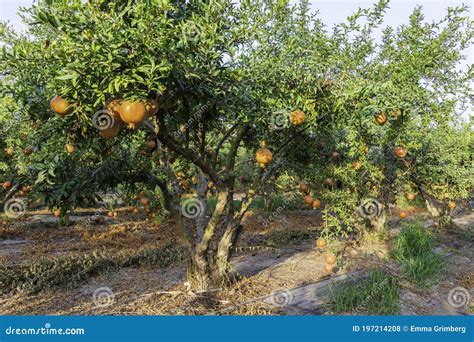 Orchard with Pomegranate Trees with Ripe Pomegranates Hanging on ...