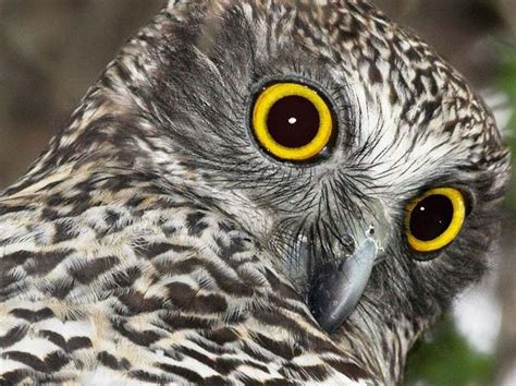 The Habitat Advocate » Blog Archive » Powerful Owls – disappearing Australians