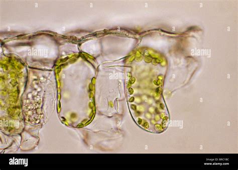 Light Micrograph (LM) of a plant cell chloroplasts, the site where photosynthesis takes place ...