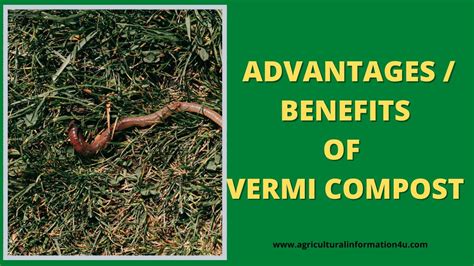 Best 12 Advantages of Vermicompost | Benefits of Vermicompost | Organic ...