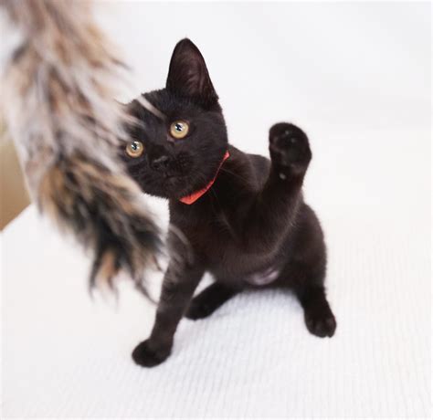 Black Cats are Not Spooky – October is the Best Time to Adopt Them ...