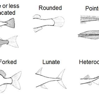 Bottom-trawl surveys used to collect fish species for which traits were ...