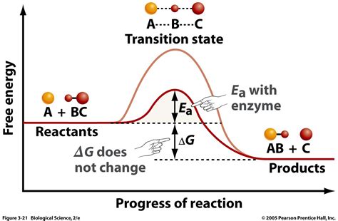 cell biology - What advantage does an enzyme serve over catalysis by ...