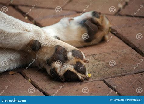 UNDER SIDE of PAWS of LABRADOR`S FRONT LEGS Stock Image - Image of bottom, view: 185930345