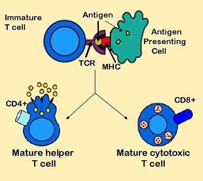 Type IV Hypersensitivity | Reactions & Examples - Lesson | Study.com