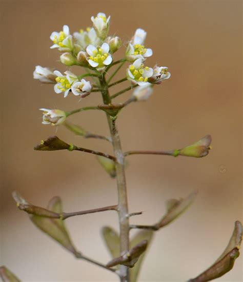 Shepherd's purse facts and health benefits