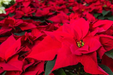 The history of the poinsettia explained at last