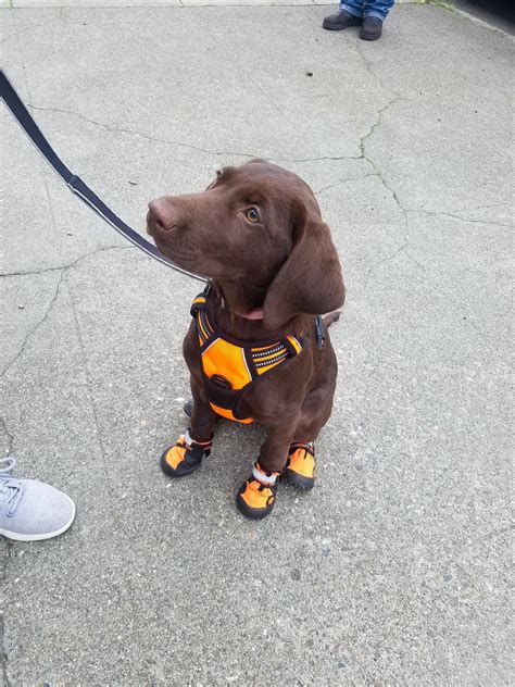 Met this dog. Wearing boots. Would definitely pet again : r/AllThingsDogs