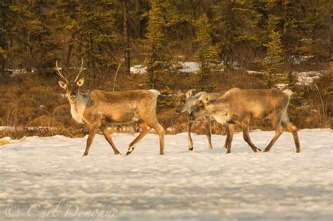 Wildlife Photos from Wrangell - St. Elias National Park and Preserve