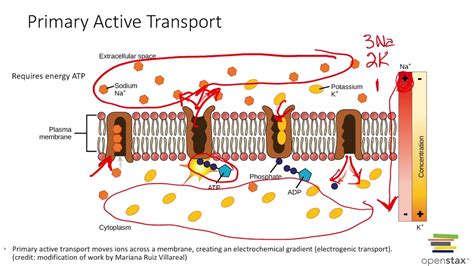 Active Transport Diagram Labeled