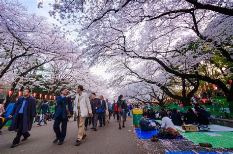 Nikmati Liburan Seru Selama Musim Semi Di Jepang - ARTFORIA