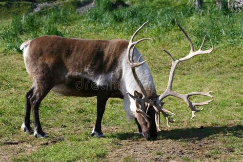 A Male Reindeer Or Caribou Grazing Royalty Free Stock Images - Image: 20555259