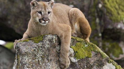 10 Remarkable Facts About Mountain Lions | Survival Life