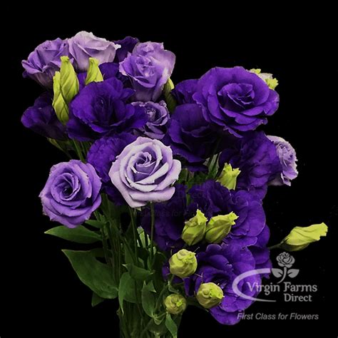 Purple Lisianthus - Virgin Farms - First Class For Flowers