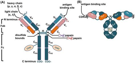 Introductory Chapter: B-Cells | IntechOpen