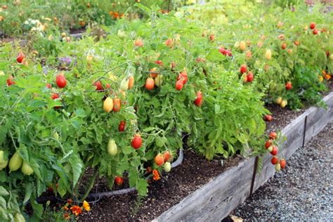 Growing‌ ‌Roma‌ ‌Tomatoes‌