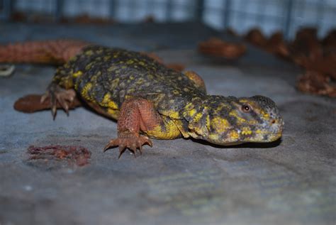 Uromastyx - Creature Care