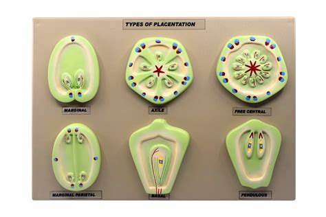 Placentation Types in Flowering Plants - 6 Models Mounted on 16"x12" B ...