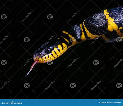 Mangrove Snake. stock photo. Image of snake, creature - 39267666