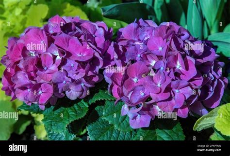 Hydrangeas in full bloom on a spring day at the Marjorie McNeely ...