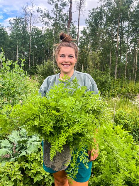 13 Best Carrot Companion Plants (And Some To Avoid!) | Boreal Bloom ...