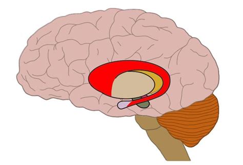 Caudate - definition — Neuroscientifically Challenged