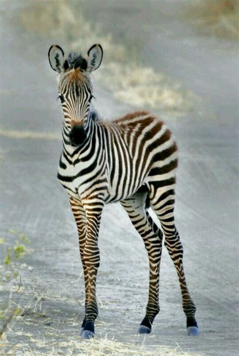 Cute little zebra foal. | Zebras, Baby animals, Cute animals