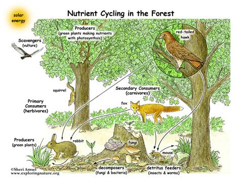 Essay on the Various Functions of Ecosystem