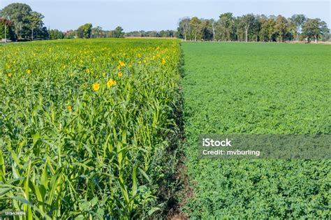 Cover Crops And Alfalfa Stock Photo - Download Image Now - Agricultural ...