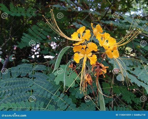 Yellow Flower Pollen Exposed Anther Stock Image - Image of anther ...