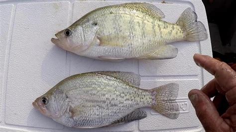 How To Tell The Difference Between Black Crappie and White Crappie ...