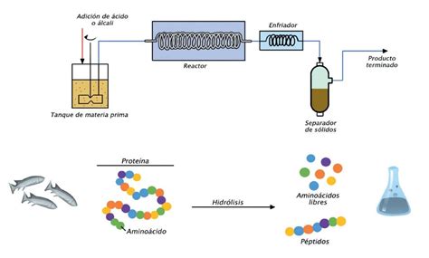 Los hidrolizados como ingredientes funcionales en el alimento para camarón blanco - Issuu