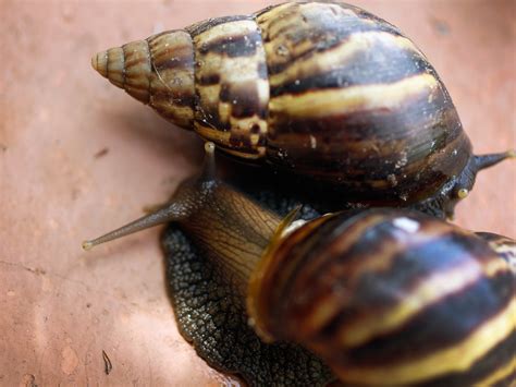 The giant African land snails invading Florida threatening disease and economic disaster | The ...