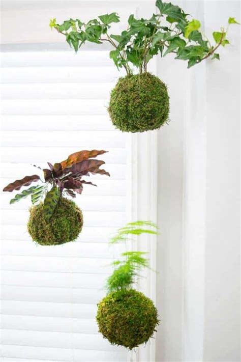 How to Make Kokedama (Japanese Moss Ball) - The Handyman's Daughter