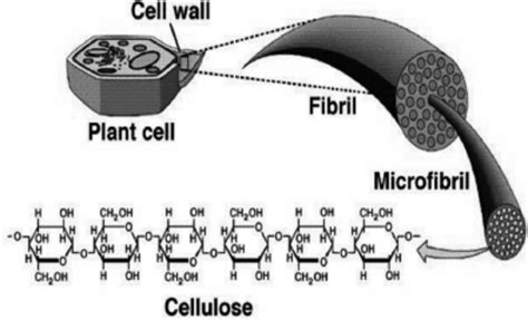 Cellulose In Cell Wall