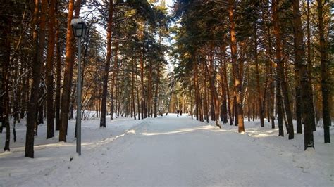 [OC] [4096x2304] Winter forest in Siberia. : winterporn