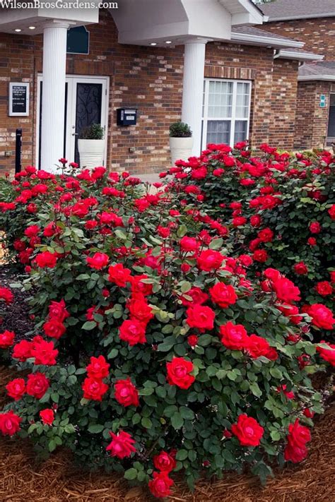 Red Double Knock Out Rose | FREE SHIPPING | Wilson Bros Gardens | 5 Gallon Pot